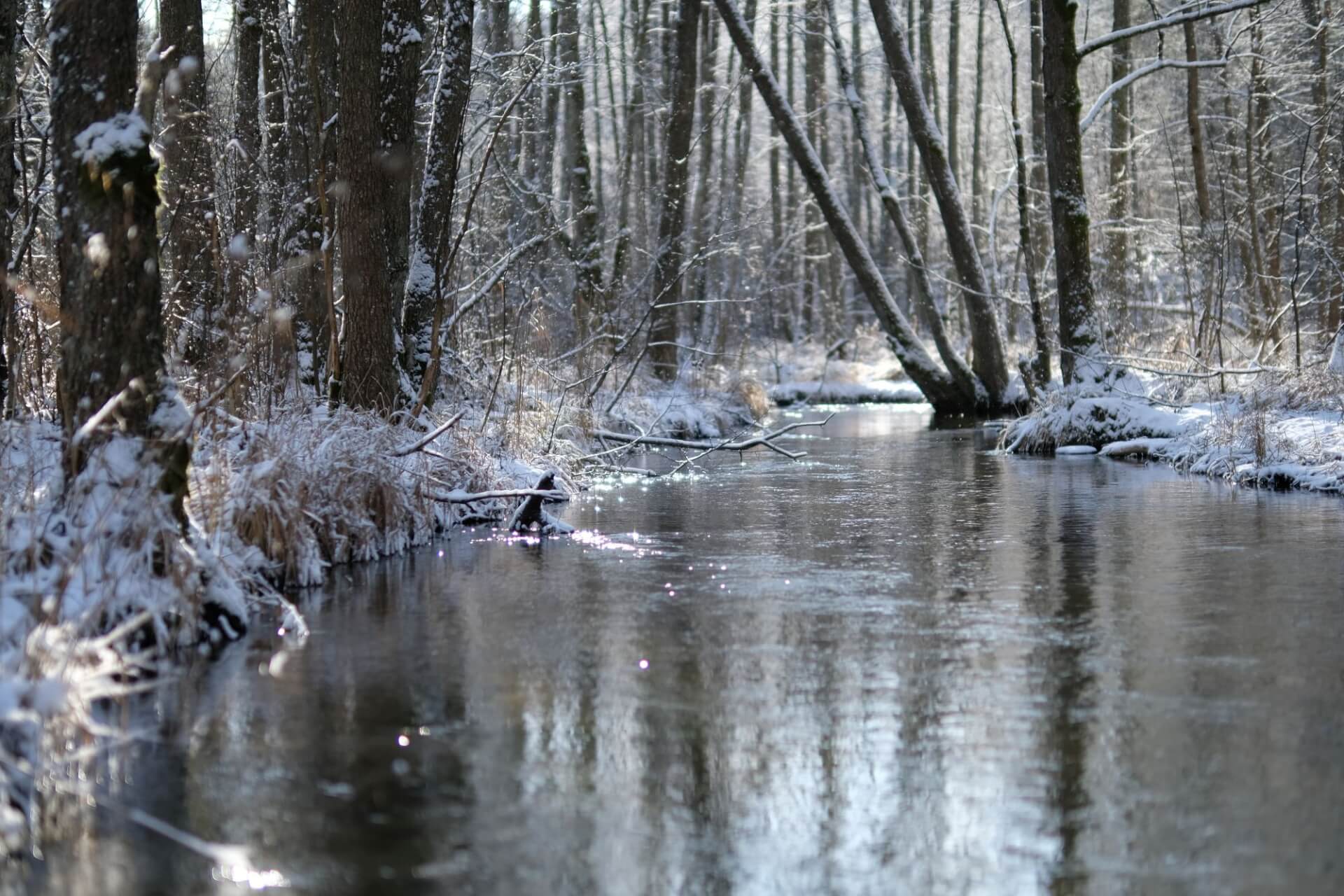 Kukučio ausy 2